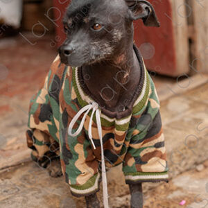 Bolivian Hairless Dog