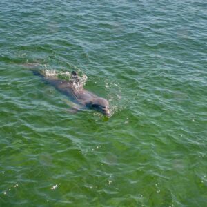 Dolphin coming in the water