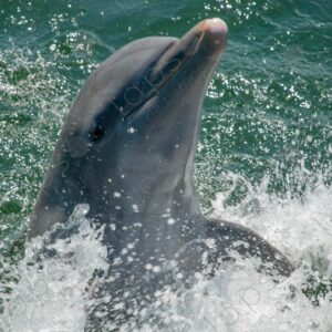 Dolphin portrait looking at the camera
