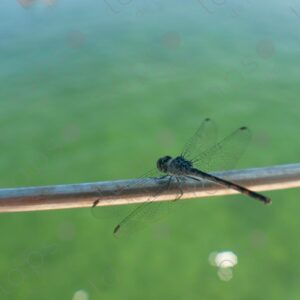 Dragonfly perched on iron