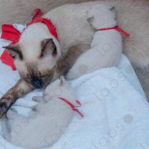 Siamese cat with kittens