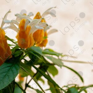 Yellow flowers