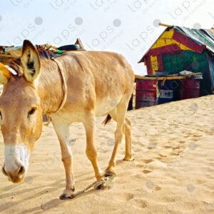Donkey in the Western Sahara desert 1