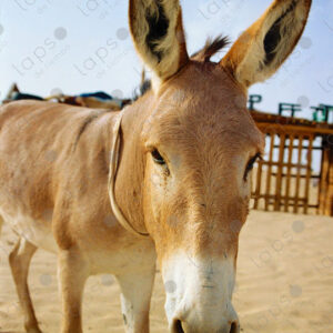 Donkey in the Western Sahara desert 2