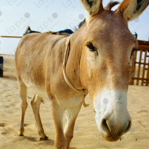 Donkey in the Western Sahara desert 3