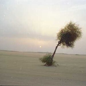 Sunset with a single tree in the Western Sahara desert 2