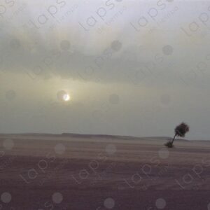 Sunset with a single tree in the Western Sahara desert 4