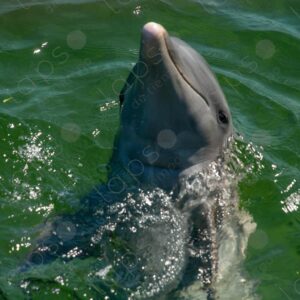 Dolphin portrait looking at the camera