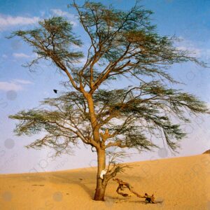 Acacia tree in western Sahara