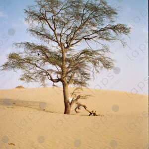 Acacia tree in western Sahara 2