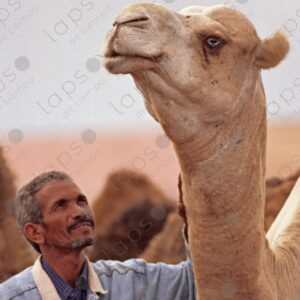 Alpha Male Camel with His Keeper, Dakhla