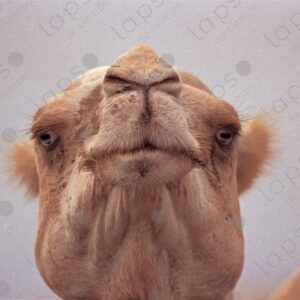 Alpha male camel portrait, Dakhla