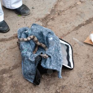 Baby snake inside a bag