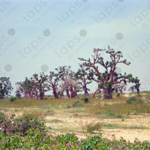 Baobab fields in Saint Louis Senegal 1