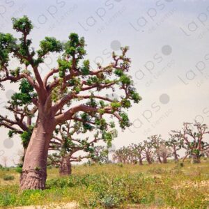 Baobab fields in Saint Louis Senegal 2