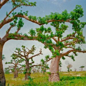 Baobab fields in Saint Louis Senegal 3