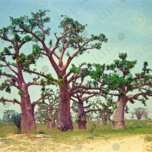 Baobab trees in Saint Louis Senegal 1