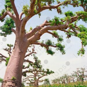 Baobab trees in Saint Louis Senegal 2