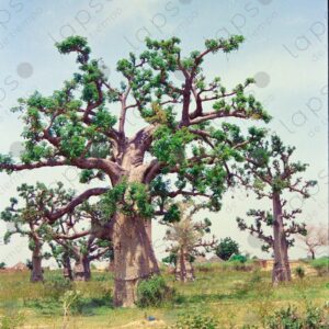 Baobab trees in Saint Louis Senegal 3