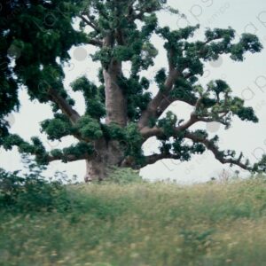 Baobabs seen from a moving car 1
