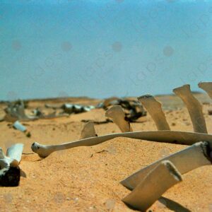 Camel bones in the Sahara desert 2