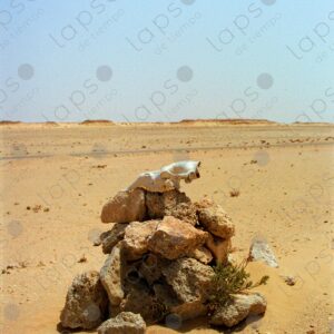 Camel bones in the Sahara desert 4