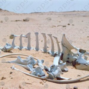 Camel bones in the Sahara desert 5