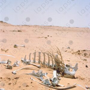 Camel bones in the Sahara desert 6