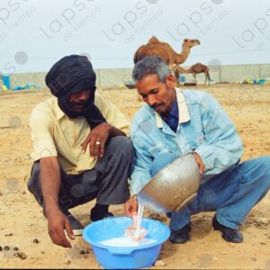 Camel breeders filter milk in Dakhla Morocco 2