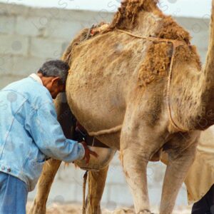 Camel herders milking a camel in Dakhla, Morocco