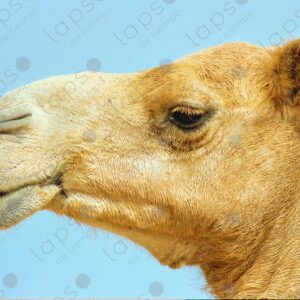 Camel profile portrait