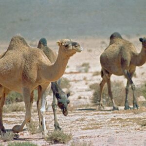 Camels on Tetouan Road