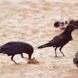 Crows in Western Sahara 1