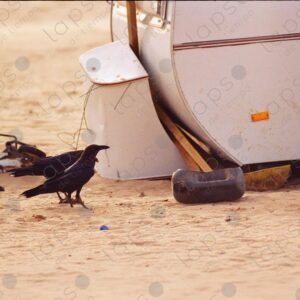 Crows in Western Sahara 2