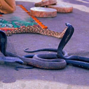 Detailed View Cobra Performance by Snake Charmer Marrakech