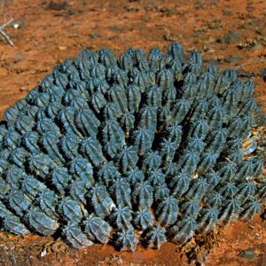 Endemic Cactus of the Moroccan Desert