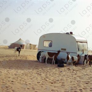 Group of goats in an abandoned trailer in Western Sahara
