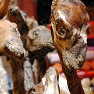Llama fetuses for luck at the fair 1