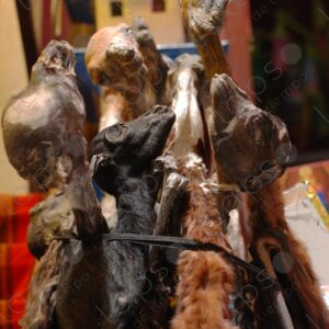 Llama fetuses for luck at the fair 2
