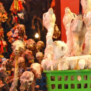 Llama fetuses for luck at the fair 5