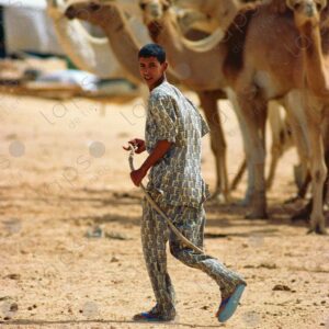 Nomadic Sahrawi boy and his camel caravan