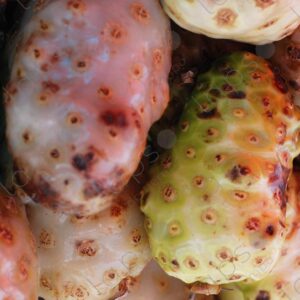 Noni fruits 1