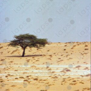 Tree in the Western Sahara desert 1