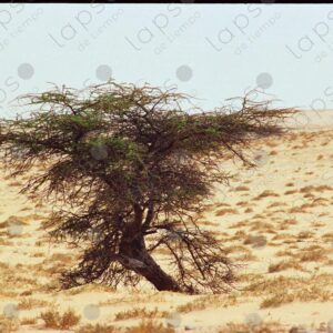 Tree in the Western Sahara desert 2