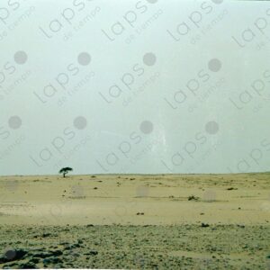 Tree in the Western Sahara desert 4