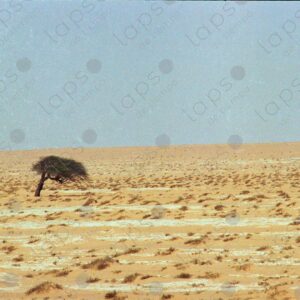 Tree in the Western Sahara desert 5