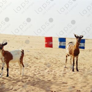 Two white and brown goats in the Western Sahara Desert