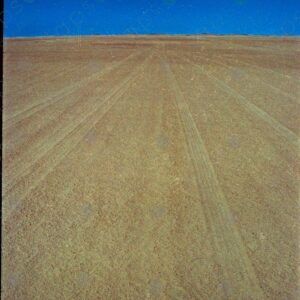 Western Sahara car tracks