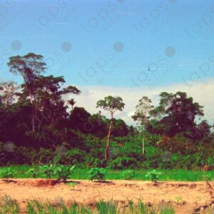 Amazon Riverbank 1