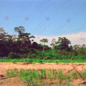 Amazon Riverbank 2